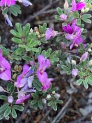 Indigofera bisacculata