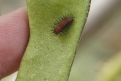 Epilachna varivestis