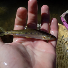 Erimystax dissimilis