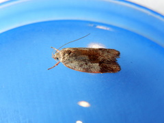 Oligoloba severa