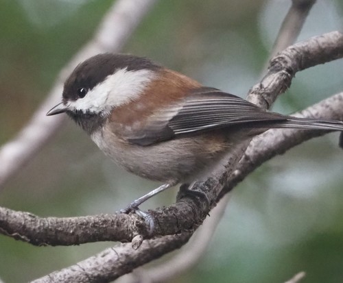 Chestnut-backed Chickadee, photo 5 of 9