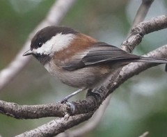 Chestnut-Backed Chickadee photo 2