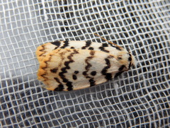 Hectobrocha pentacyma