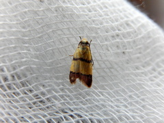 Heteroteucha distephana