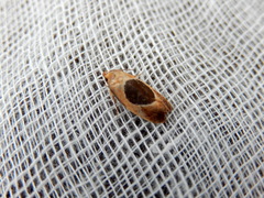 Hoplomorpha abalienella