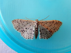 Idaea punctatissima