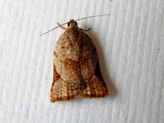 Meritastis ursina