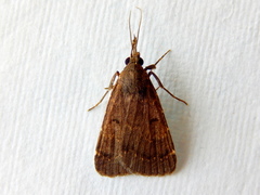 Hydrillodes dimissalis