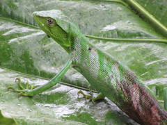 Polychrus gutturosus