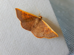 Picromorpha pyrrhopa