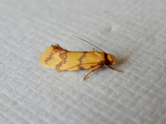 Psaroxantha basilica