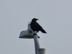 Corvus brachyrhynchos