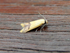 Tachystola stenoptera