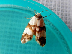 Thallarcha albicollis