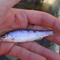 Cyprinella spiloptera