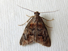 Enchesphora recurvalis