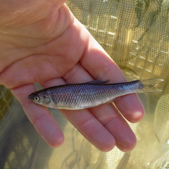 Cyprinella spiloptera