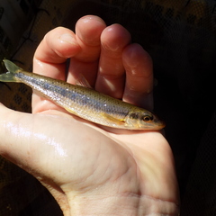 Erimystax dissimilis