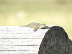 Sceloporus
