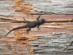 Sceloporus