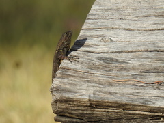 Sceloporus