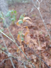 Buckleya distichophylla