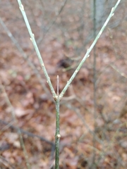 Buckleya distichophylla
