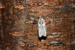 Acleris maculidorsana