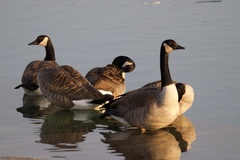 Branta canadensis