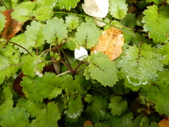 Jovellana repens