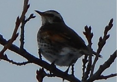 Turdus eunomus