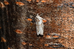 Acleris maculidorsana