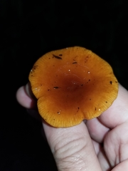 Lactarius substriatus