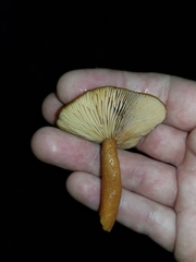Lactarius substriatus