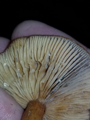 Lactarius substriatus