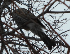 Hypsipetes amaurotis