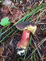 Xerocomellus atropurpureus