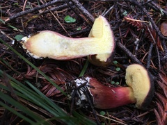 Xerocomellus atropurpureus