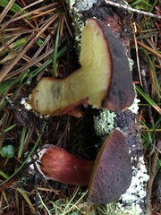 Xerocomellus atropurpureus