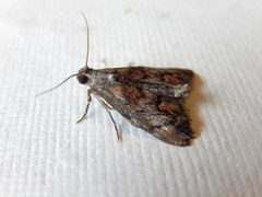 Enchesphora recurvalis