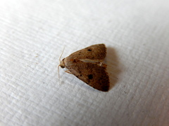 Tolpiodes oligolasia