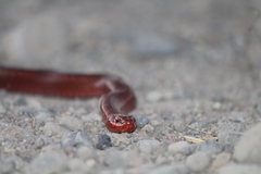 Galvarinus chilensis
