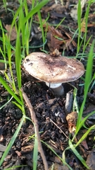 Leucoagaricus cupresseus