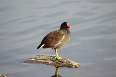 Gallinula galeata cachinnans