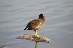 Gallinula galeata cachinnans