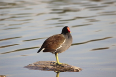 Gallinula galeata cachinnans
