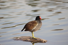 Gallinula galeata cachinnans