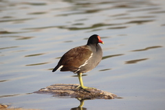 Gallinula galeata cachinnans