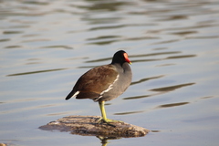 Gallinula galeata cachinnans