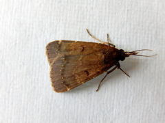 Hydrillodes dimissalis
